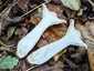 Óriás tölcsérgomba (Infundibulicybe geotropa), Naszály-hegy